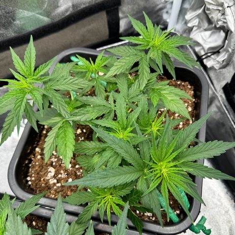 Epsilon F1 growlog timeline photo