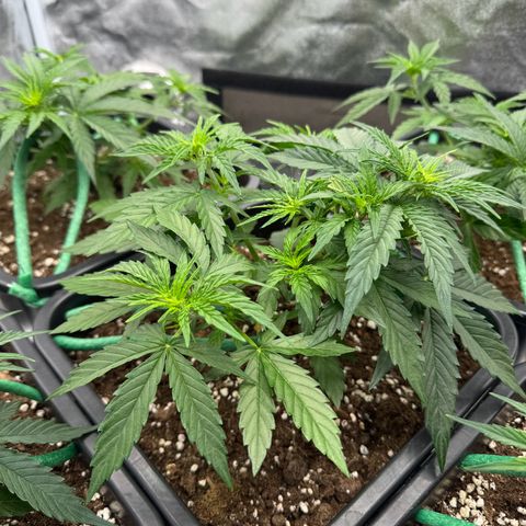 Epsilon F1 growlog timeline photo