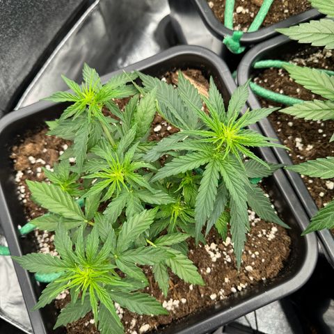 Epsilon F1 growlog timeline photo