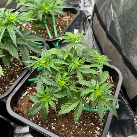 Epsilon F1 growlog timeline photo