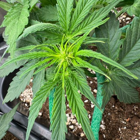 Epsilon F1 growlog timeline photo