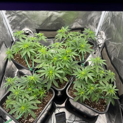 Epsilon F1 growlog timeline photo