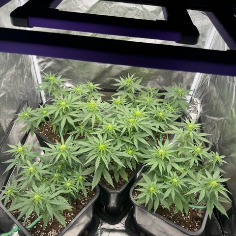 Epsilon F1 growlog timeline photo