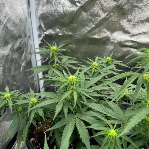 Epsilon F1 growlog timeline photo