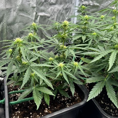 Epsilon F1 growlog timeline photo
