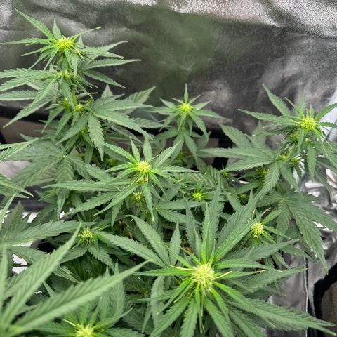 Epsilon F1 growlog timeline photo
