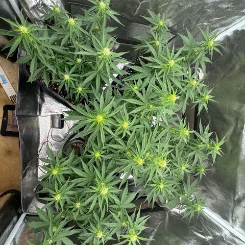 Epsilon F1 growlog timeline photo