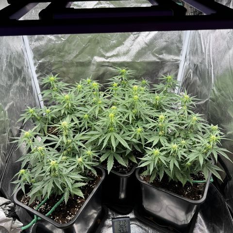 Epsilon F1 growlog timeline photo