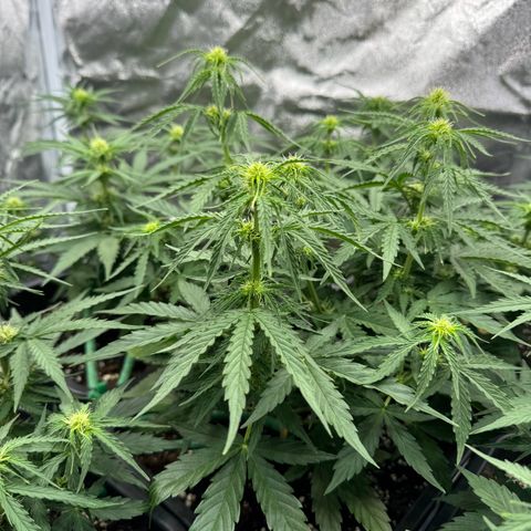 Epsilon F1 growlog timeline photo