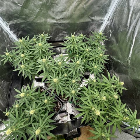 Epsilon F1 growlog timeline photo