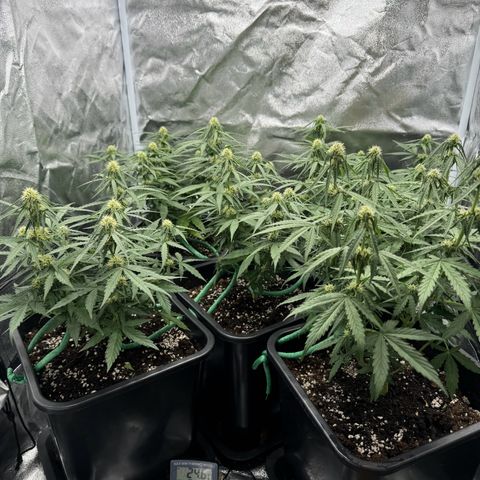 Epsilon F1 growlog timeline photo
