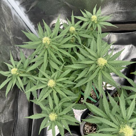 Epsilon F1 growlog timeline photo