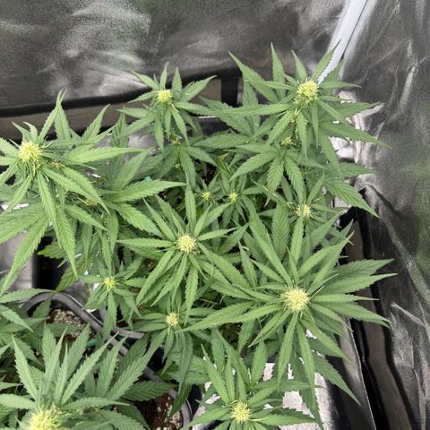 Epsilon F1 growlog timeline photo
