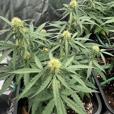 Epsilon F1 growlog timeline photo