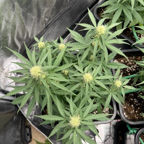 Epsilon F1 growlog timeline photo