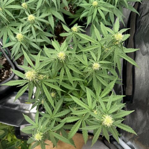 Epsilon F1 growlog timeline photo