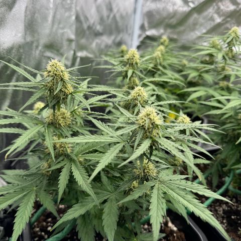 Epsilon F1 growlog timeline photo