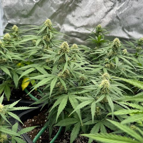 Epsilon F1 growlog timeline photo