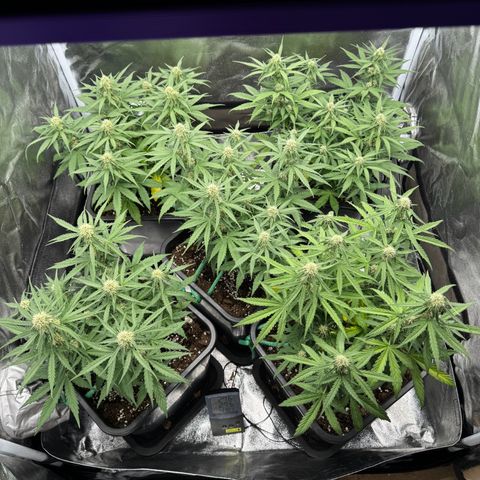 Epsilon F1 growlog timeline photo