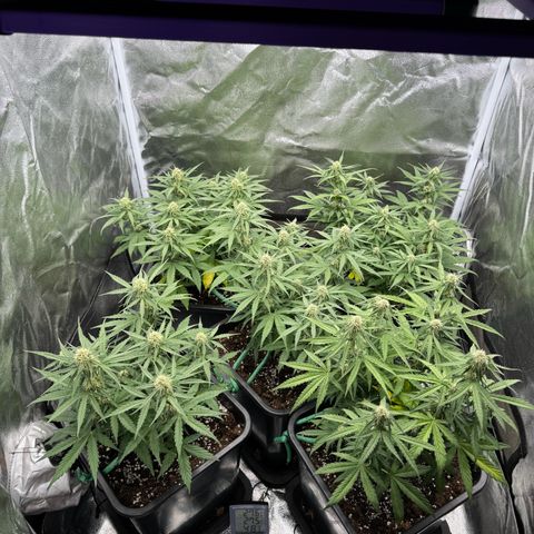 Epsilon F1 growlog timeline photo