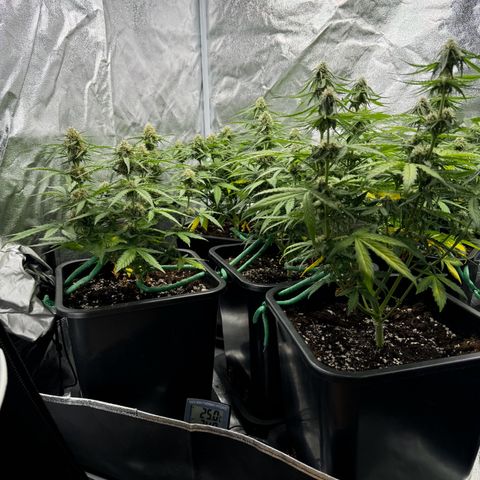 Epsilon F1 growlog timeline photo