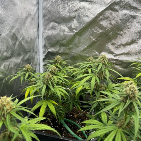 Epsilon F1 growlog timeline photo