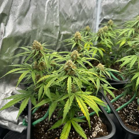 Epsilon F1 growlog timeline photo