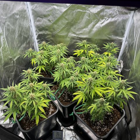 Epsilon F1 growlog timeline photo