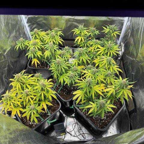 Epsilon F1 growlog timeline photo