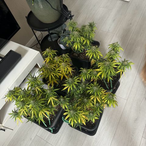 Epsilon F1 growlog timeline photo