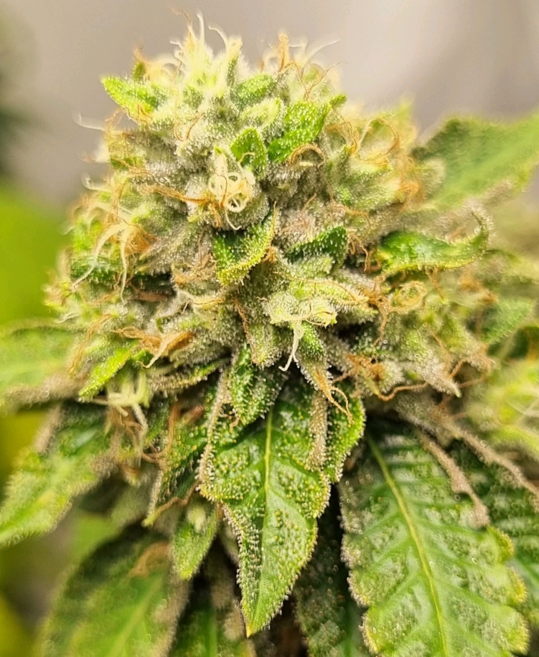 Tropicanna Banana growlog header
