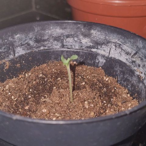 Tropicanna Banana growlog photo