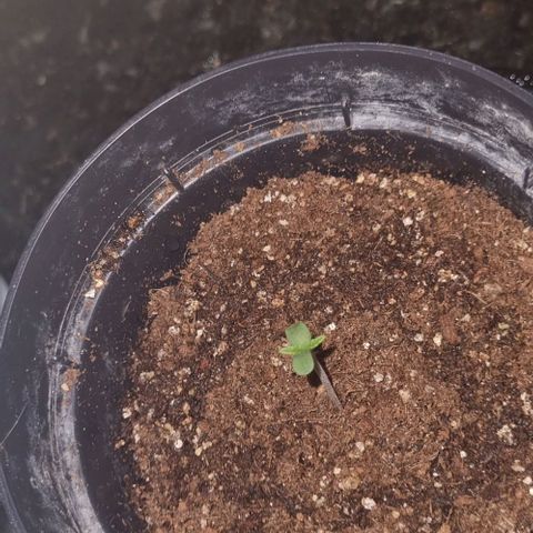 Tropicanna Banana growlog photo