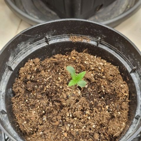 Tropicanna Banana growlog photo