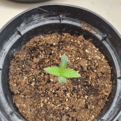 Tropicanna Banana growlog photo