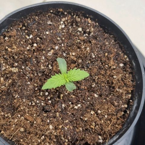 Tropicanna Banana growlog photo