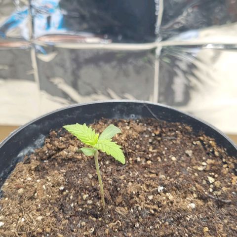 Tropicanna Banana growlog timeline photo