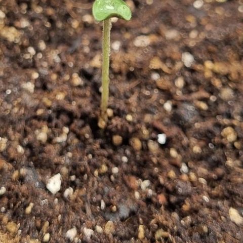 Tropicanna Banana growlog timeline photo