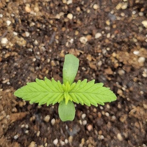 Tropicanna Banana growlog timeline photo