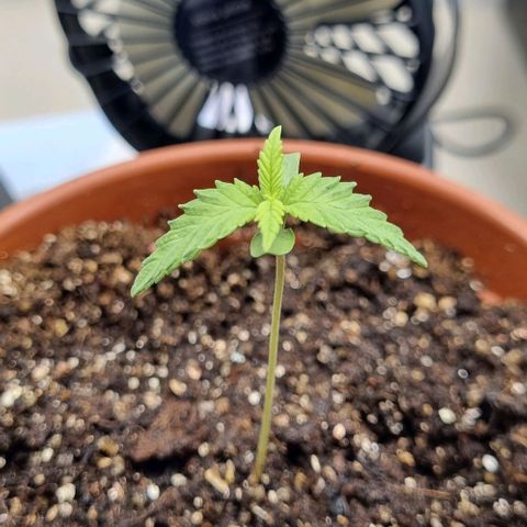 Tropicanna Banana growlog timeline photo