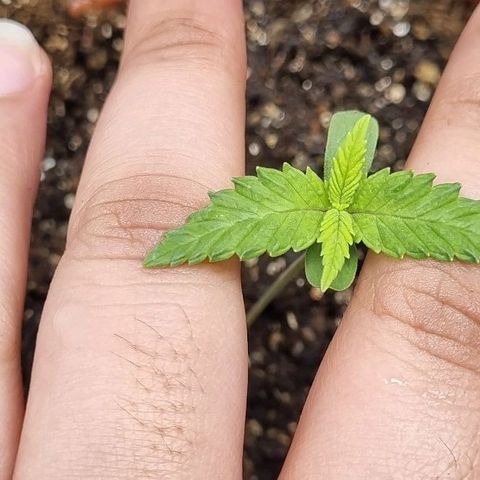 Tropicanna Banana growlog timeline photo