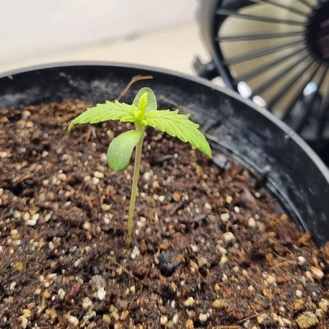 Tropicanna Banana growlog timeline photo