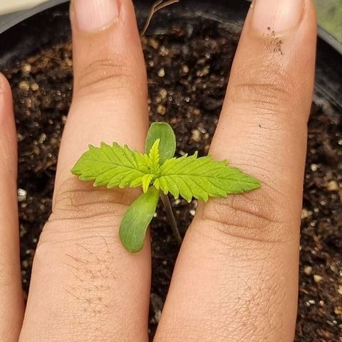 Tropicanna Banana growlog timeline photo