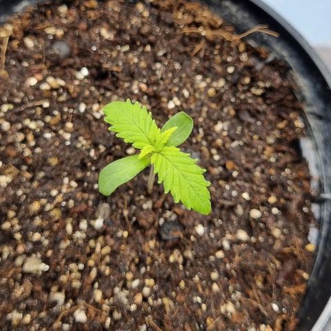 Tropicanna Banana growlog timeline photo