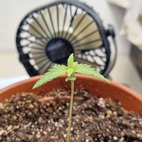 Tropicanna Banana growlog timeline photo