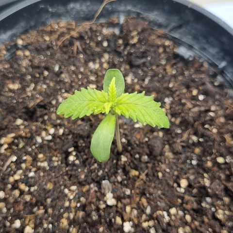 Tropicanna Banana growlog timeline photo