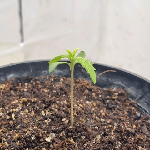 Tropicanna Banana growlog timeline photo