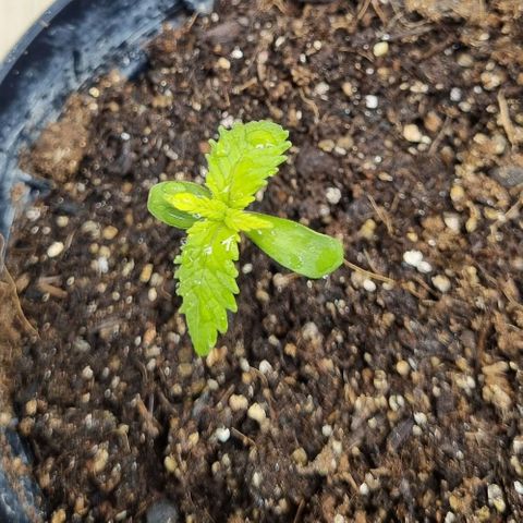 Tropicanna Banana growlog timeline photo