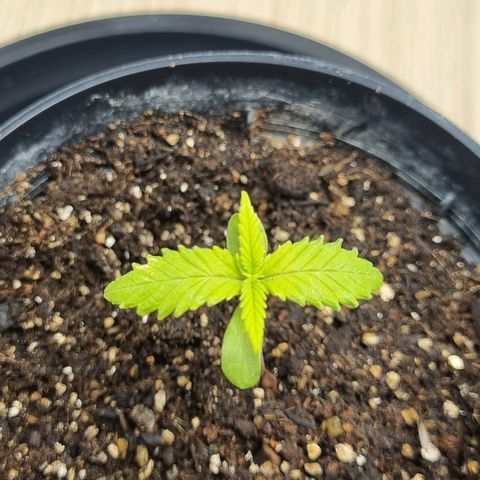Tropicanna Banana growlog timeline photo