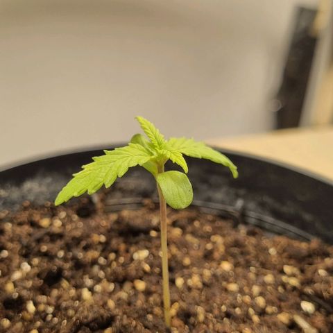 Tropicanna Banana growlog timeline photo